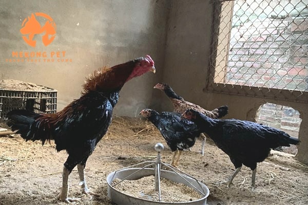 Gà chọi con được tuyển lựa từ những con giống tốt của trại gà chọi mekong Pet